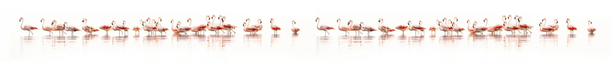 Flamingos