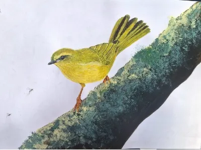 Illustration of Mboropi ju'i by Dominic Oviedo
