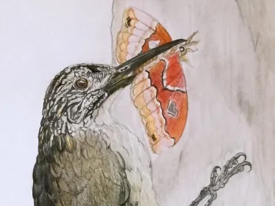 Illustration of Trepador Garganta Blanca by Gio Wioneczak