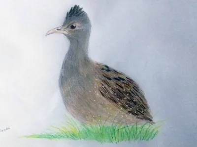 Illustration of Inambú Silbón by Felipe Aguilar