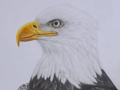 Placeholder illustration 5