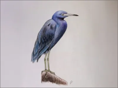 Placeholder illustration 11