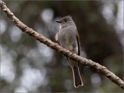 Photo of Burlisto Copetón by Faustino Hollman