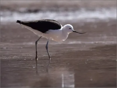 Photo of Avoceta andina by Nahuel Melegari