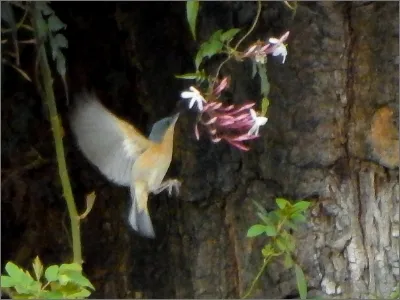 Photo of Payador Canela by Bautista Cerminato