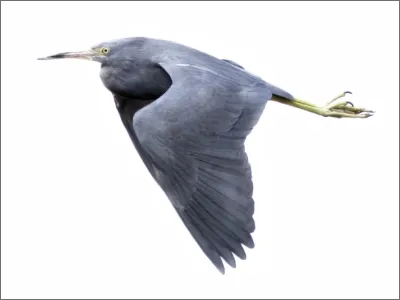 Photo of Garza azul by Dominic Oviedo