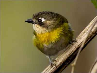 Photo of Clorospingo pechiamarillo by Dominic Oviedo