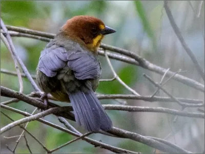 Photo of Cerquero Cabeza Castaña by Faustino Hollmann