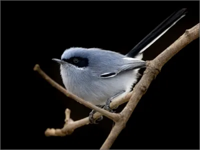 Photo of Tacuarita azul by Dominic Oviedo